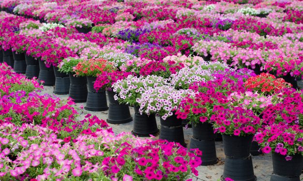 List of Floriculture Companies in Uganda