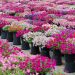 List of Floriculture Companies in Uganda