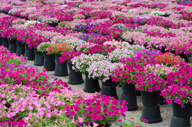 List of Floriculture Companies in Uganda