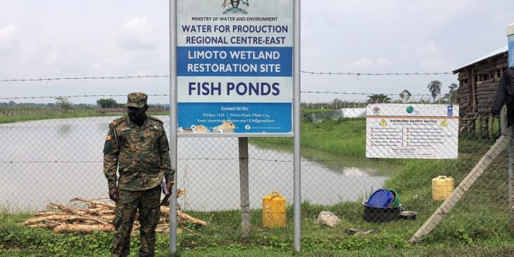 ISO Takes Over Wetland Fish Farming Project After Years of Stagnation