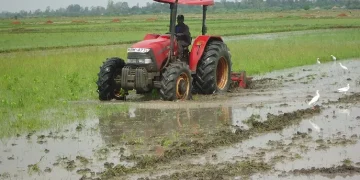 Bunyala Rice Scheme: Pride of Nzoia