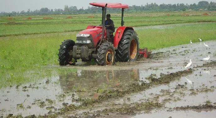 Bunyala Rice Scheme: Pride of Nzoia