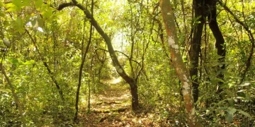Buteyo Miti Park: A Community Haven