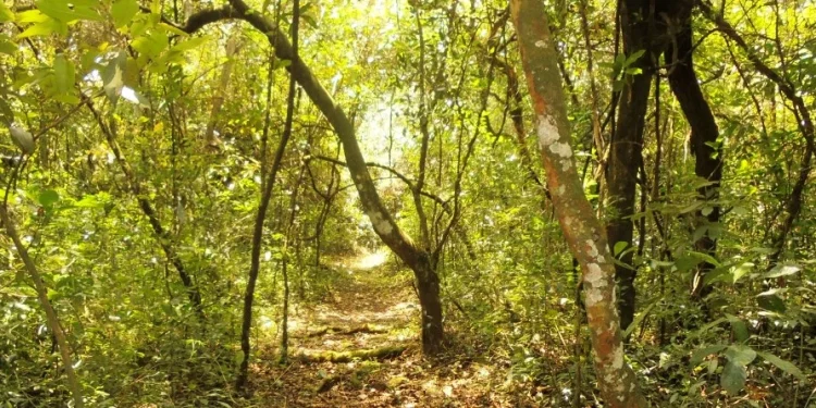 Buteyo Miti Park: A Community Haven