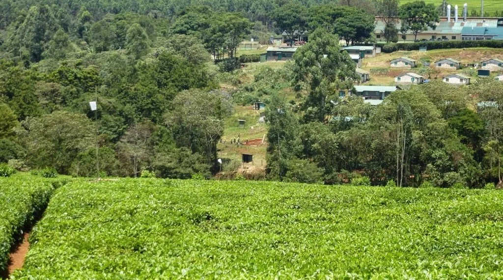 Changoi Tea Factory: The Green Future of Tea