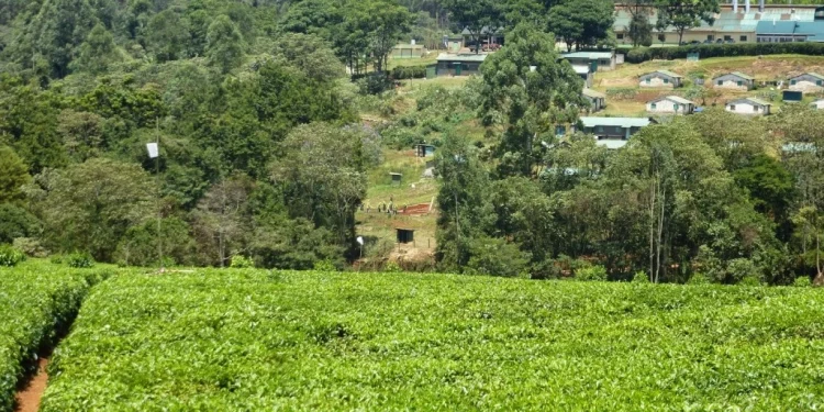 Changoi Tea Factory: The Green Future of Tea