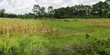 Chebara Irrigation Scheme: A Model of Growth from Humble Beginnings
