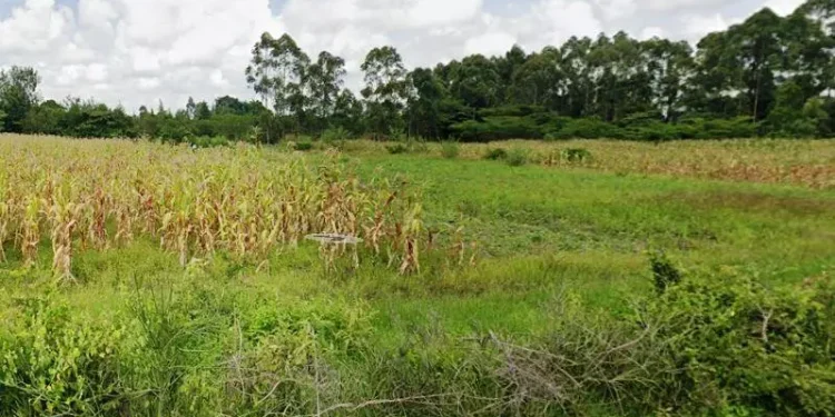 Chebara Irrigation Scheme: A Model of Growth from Humble Beginnings