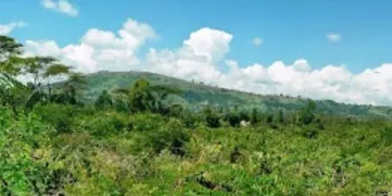 Chepalungu Forest: A Return to Innocence and Renewal