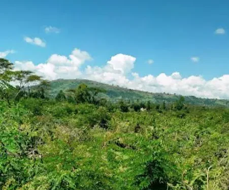 Chepalungu Forest: A Return to Innocence and Renewal