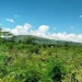 Chepalungu Forest: A Return to Innocence and Renewal