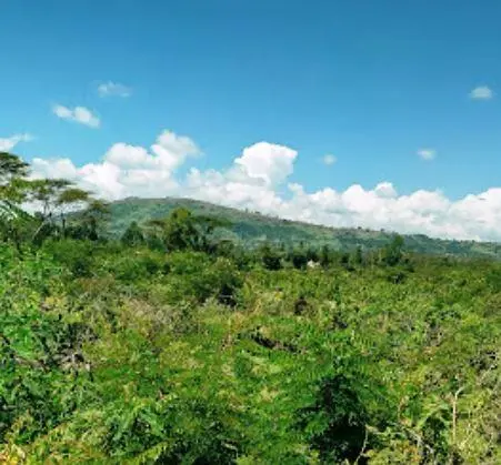 Chepalungu Forest: A Return to Innocence and Renewal