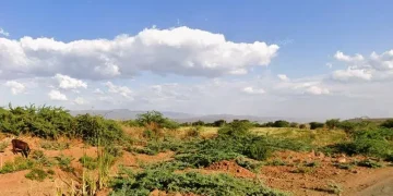 Chuine Community Conservancy: Baringo’s Biodiversity Frontier
