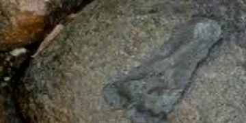 Givera Shrine: Mysterious Jesus Wagevere Rock