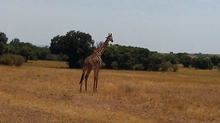 Kaptuya Community Conservancy: Pokot’s Untamed Wilderness in Baringo