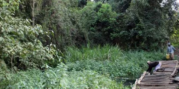 Kipsegon Ecosystem: A Calming Biosphere in Bomet