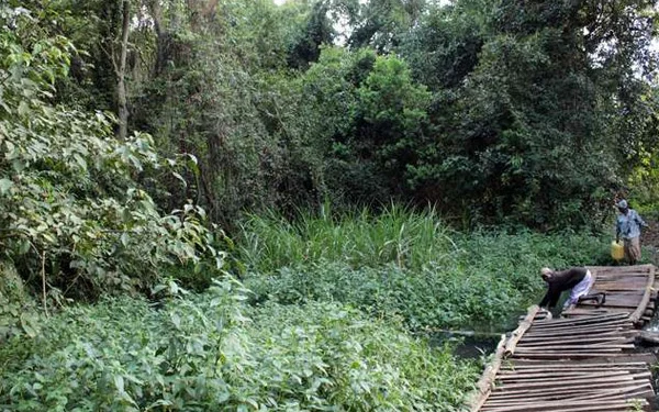 Kipsegon Ecosystem: A Calming Biosphere in Bomet
