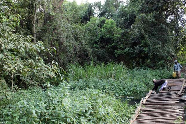 Kipsegon Ecosystem: A Calming Biosphere in Bomet