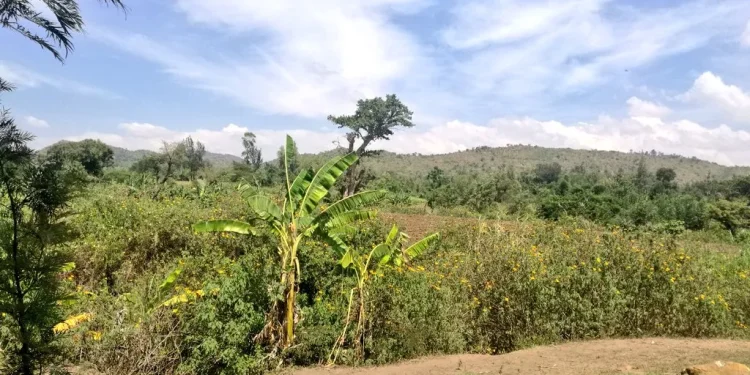 Kocholia Dam and Kocholia Irrigation Scheme