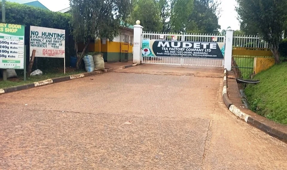Mudete Tea Factory: A Tea-Lover’s Treat in Vihiga