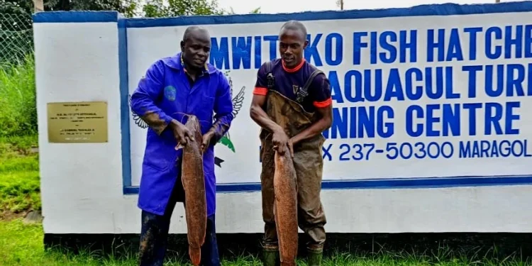 Mwitoko Fish Farm: A No-Boat Fishing Mecca