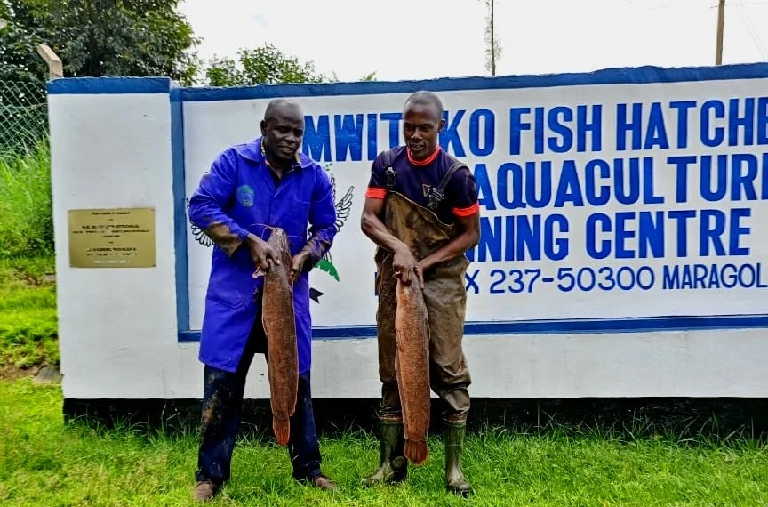Mwitoko Fish Farm: A No-Boat Fishing Mecca