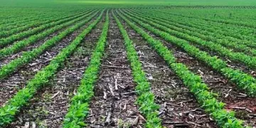Nogirwet Irrigation Scheme: A Model of Modern Farming in Bomet