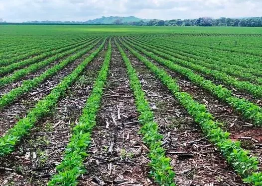 Nogirwet Irrigation Scheme: A Model of Modern Farming in Bomet