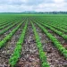 Nogirwet Irrigation Scheme: A Model of Modern Farming in Bomet
