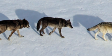 O-Six (Yellowstone Gray Wolf)