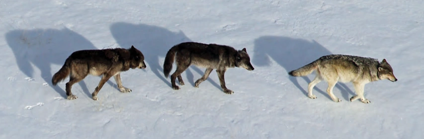 O-Six (Yellowstone Gray Wolf)