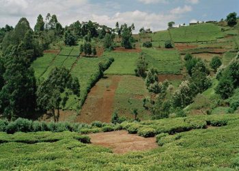 The Spot Where Dedan Kimathi Was Shot: The Sacred Soil of Kahigaini
