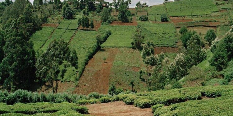 The Spot Where Dedan Kimathi Was Shot: The Sacred Soil of Kahigaini