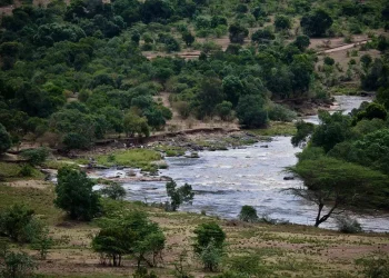 Trans Mara Forest: A Community Gem at Risk