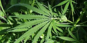 Cannabis and Neuropsychiatric Healing