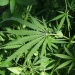 Cannabis and Neuropsychiatric Healing