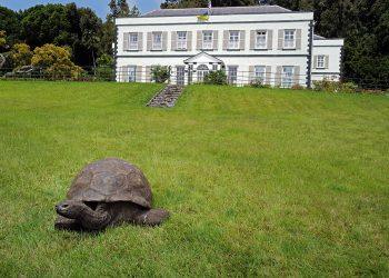 Jonathan the Tortoise: The World’s Oldest Living Land Animal