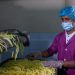 African CEOs Driving Major Food Manufacturing Growth