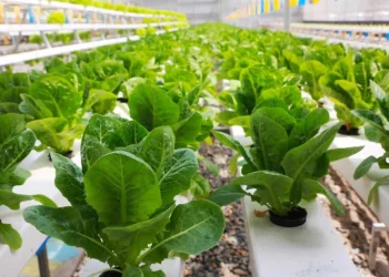List of Hydroponic Farming Companies in Kenya for 2026