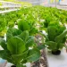 List of Hydroponic Farming Companies in Kenya for 2026