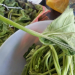 How To Cook Pumpkin Leaves – Guide For Tender and Flavorful Results