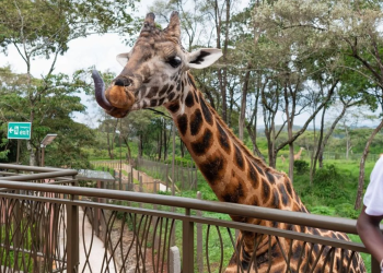 Discover the Giraffe Centre Entrance Fees and How to Plan Your Visit