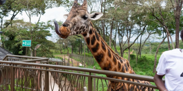 Discover the Giraffe Centre Entrance Fees and How to Plan Your Visit