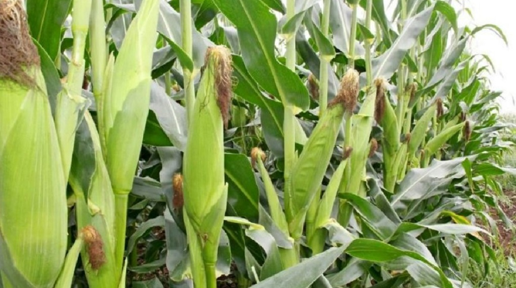 Maize Farming In Kenya – How to Grow and Profit from Kenya’s Top Staple Crop