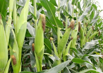 Maize Farming In Kenya – How to Grow and Profit from Kenya’s Top Staple Crop