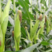 Maize Farming In Kenya – How to Grow and Profit from Kenya’s Top Staple Crop