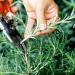 How to Start Rosemary Farming in Kenya and Make Profits