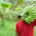 List of Leading Banana Exporters in Kenya for 2026