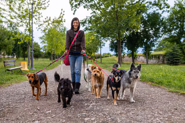 Best Dog Walkers in Nairobi: Top 7 Experts for Your Furry Friend