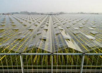 GO Greenhouse Investments Pte. Ltd. Singapore Agribusiness Profile